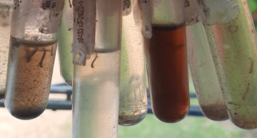 Rio Bonito, Mina e Porto Said em Botucatu apresentam índices alarmantes de infestação da dengue