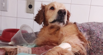 PM e Canil resgatam cachorro gravemente ferido e em situação de abandono em Botucatu, diz boletim
