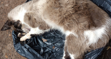 Homem é detido suspeito de envenenar gatos em Botucatu