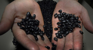 Pesquisa aponta que feijão é aliado na luta contra obesidade