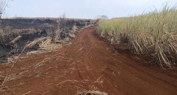 Polícia multa empresa por queima de vegetação para cultivo de cana em Jaú