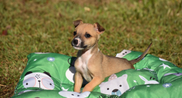 Vigilância e Canil realizarão feirinha de adoção de cães e gatos no próximo domingo, 05