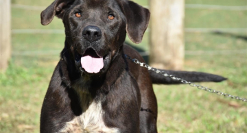 Botucatu terá mutirão de castração gratuita para cães nos dias 11 e 12
