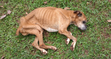 Cadela debilitada e em situação de maus-tratos é resgatada em Botucatu