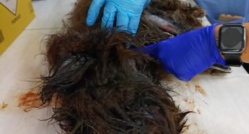 Operação resgata cachorro doente e abandonado na Vila Assumpção; ‘tutora’ foi presa em mais um caso