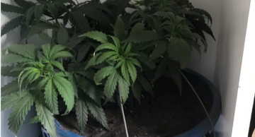 Polícia Civil prende homem que cultivava maconha em estufas na região de Botucatu