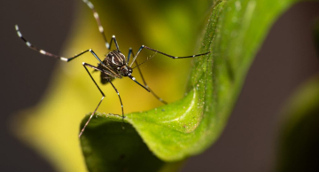 Botucatu segue intensificando ações de combate ao Aedes aegypti