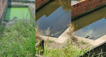 Polícia Ambiental de Botucatu resgata 120 jacarés em propriedade rural de Bofete