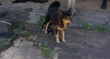 Mulher é presa por maus-tratos contra animais em Botucatu, relata Polícia Civil