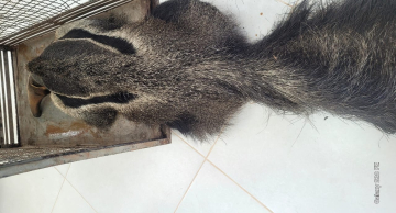 Bombeiros resgatam Tamanduá-bandeira na rodovia Gastão Dal Farra em Botucatu