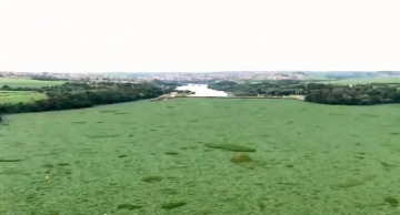 Rio Tietê é tomado por aguapés e vira ‘tapete verde’ em Barra Bonita