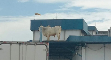 Boi é flagrado em cima de telhado de frigorífico em Lençóis Paulista