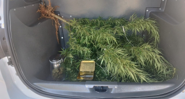 Operação da DISE apreende plantação de maconha em Botucatu