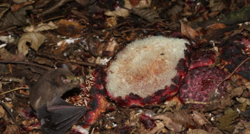 Pesquisador da Unesp de Botucatu capta momento raro em que morcego poliniza planta parasita no solo