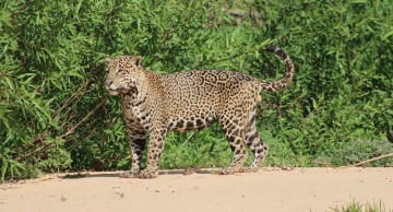 Estudo pioneiro de Botucatu investiga papel epidemiológico de onças-pintadas