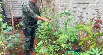 Homem é detido com mais de 30 pés de maconha plantados em casa em Barra Bonita