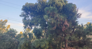 Bairro Árvore Grande em Botucatu fica sem energia após linha de transmissão ser danificada