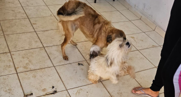 Mulher é presa em Botucatu por abandono e maus-tratos a dois cães
