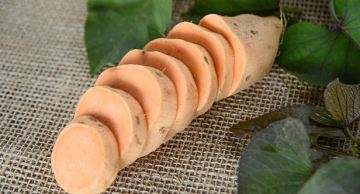 Nova variedade de batata-doce biofortificada é aliada no combate a insuficiência de vitamina A
