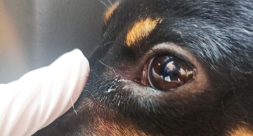 Homem é preso após agressão contra cachorra na zona leste de Botucatu  