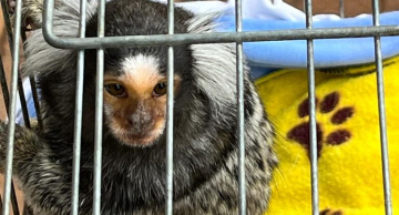 Sagui é flagrado dentro de quarto em residência no Lavapés em Botucatu