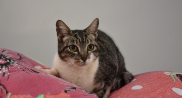 Domingo tem Feirinha de Adoção de Cães e Gatos em Botucatu