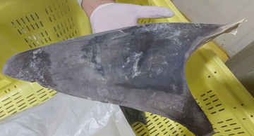 Ibama apreende 28,7 toneladas de barbatanas de tubarão