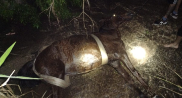 Cavalo é resgatado após cair em ribanceira na região do Jardim Peabiru em Botucatu