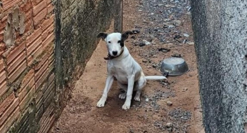 Proteção Animal e Polícia Civil resgatam animal em situação de maus-tratos em Rubião Junior