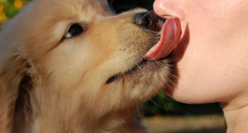 Parque Municipal de Botucatu terá feirinha de adoção de cães no próximo domingo