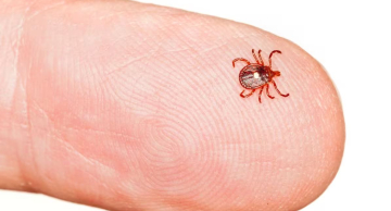 SP confirma dois novos casos de febre maculosa no estado