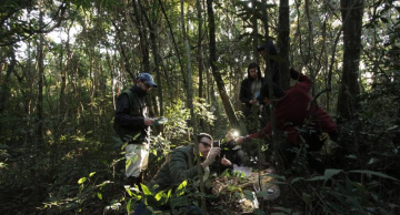 A intrigante “flor-cogumelo” que fascina gambás, morcegos e humanos