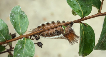 Secretaria da Saúde alerta sobre envenenamento por acidente com taturana