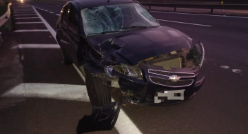 Bovinos causam dois acidentes simultâneos na Marechal Rondon em São Manuel