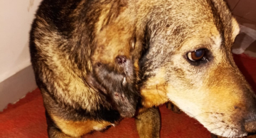 Homem é preso por maus-tratos contra cachorro no Jardim Itamarati em Botucatu