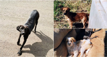 Mulher que abandonou cães é presa em Botucatu após ação policial