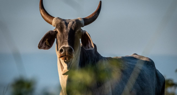Segunda etapa da campanha de vacinação contra a Brucelose começa nesta terça-feira (1)