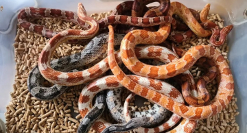 Serpentes de espécie exótica norte-americana são encontradas dentro de caixa de sapatos em Bauru