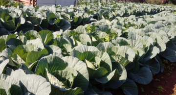 Botucatu tem opção de hortas comunitárias com verduras e legumes a preços acessíveis