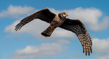 Botucatu promove observação de aves em reserva natural no domingo (27)