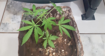 Mulher é presa com ‘pé de maconha’ em Botucatu