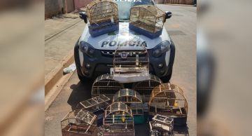 Polícia Ambiental de Botucatu resgata aves em cativeiro ilegal em Pratânia