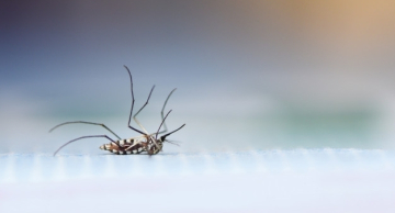 Vigilância Ambiental em Saúde realizará ação de combate a dengue em Vitoriana no próximo domingo, 3