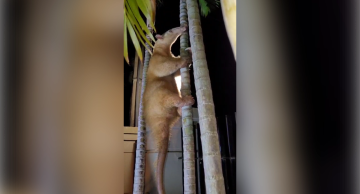 Raridade: tamanduá-mirim albino é flagrado em condomínio de Botucatu; veja o vídeo