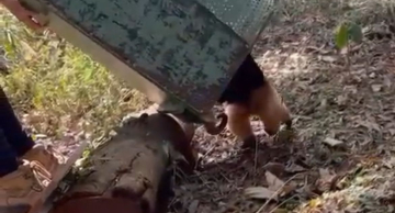 Vigilância resgata tamanduá-mirim em garagem de residência em Botucatu