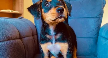 Assembleia Legislativa de SP aprova lei que proíbe venda de animais em pet shops e sites