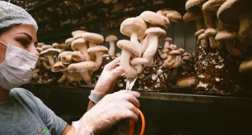 Cogumelo ganha espaço no prato, cultivo cresce no Brasil e empresa botucatuense se destaca