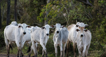 Sanidade animal: tem início a campanha de atualização de rebanhos no estado de SP Sanidade animal: tem início a campanha de atualização de rebanhos no estado de SP