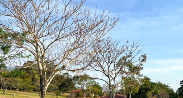 Umidade relativa do ar pode chegar a 30% na região de Botucatu, alerta Defesa Civil Umidade relativa do ar pode chegar a 30% na região de Botucatu, alerta Defesa Civil