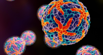 Tese de doutorado do IB Botucatu apresenta relação matemática entre o vírus da dengue e os anticorpos humanos